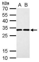 DCK Antibody in Western Blot (WB)