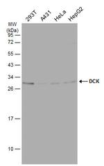 DCK Antibody in Western Blot (WB)