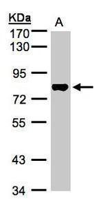 TAF15 Antibody in Western Blot (WB)