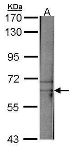 TAF15 Antibody in Western Blot (WB)