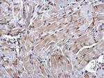 NRF1 Antibody in Immunohistochemistry (Paraffin) (IHC (P))