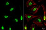 Nrf2 Antibody in Immunocytochemistry (ICC/IF)