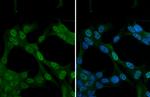 Nrf2 Antibody in Immunocytochemistry (ICC/IF)