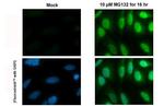 Nrf2 Antibody in Immunocytochemistry (ICC/IF)