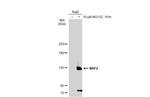 Nrf2 Antibody in Western Blot (WB)