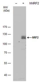 Nrf2 Antibody in Western Blot (WB)