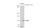 Nrf2 Antibody in Western Blot (WB)