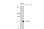 Nrf2 Antibody in Western Blot (WB)