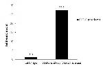 Nrf2 Antibody in ChIP Assay (ChIP)