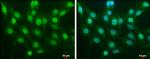 Nrf2 Antibody in Immunocytochemistry (ICC/IF)