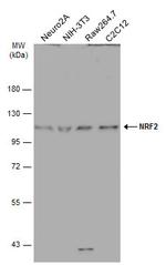 Nrf2 Antibody in Western Blot (WB)