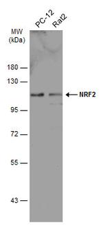 Nrf2 Antibody in Western Blot (WB)