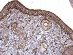 PLS3 Antibody in Immunohistochemistry (Paraffin) (IHC (P))