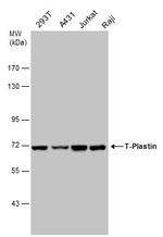 PLS3 Antibody in Western Blot (WB)