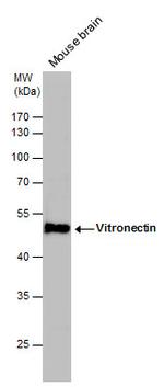 Vitronectin Antibody in Western Blot (WB)