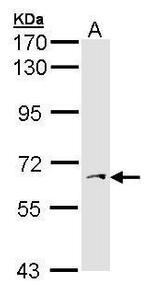 PAPSS1 Antibody in Western Blot (WB)