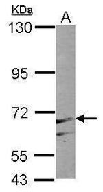 PAPSS1 Antibody in Western Blot (WB)