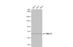 DNAJC1 Antibody in Western Blot (WB)