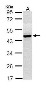 HPD Antibody in Western Blot (WB)