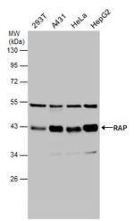 RAP Antibody in Western Blot (WB)