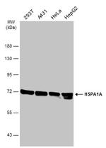 HSP70 Antibody in Western Blot (WB)