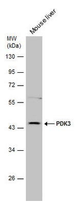 PDK3 Antibody in Western Blot (WB)