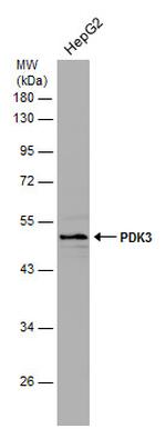 PDK3 Antibody in Western Blot (WB)