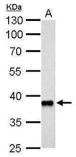 AKR1C3 Antibody in Western Blot (WB)