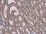 VDAC2 Antibody in Immunohistochemistry (Paraffin) (IHC (P))