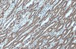 VDAC2 Antibody in Immunohistochemistry (Paraffin) (IHC (P))