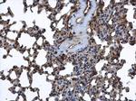 FARSA Antibody in Immunohistochemistry (Paraffin) (IHC (P))