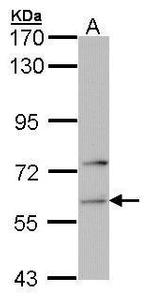 FARSA Antibody in Western Blot (WB)