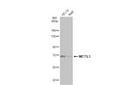 METTL3 Antibody in Western Blot (WB)