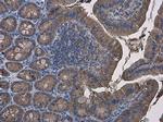 IDH1 Antibody in Immunohistochemistry (Paraffin) (IHC (P))