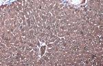 IDH1 Antibody in Immunohistochemistry (Paraffin) (IHC (P))