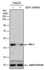 IDH1 Antibody