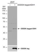 IDH1 Antibody in Western Blot (WB)