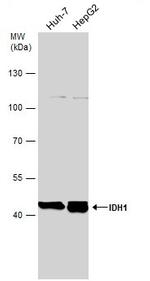 IDH1 Antibody in Western Blot (WB)