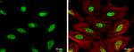 OCT1 (POU2F1) Antibody in Immunocytochemistry (ICC/IF)