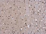 OCT1 (POU2F1) Antibody in Immunohistochemistry (Paraffin) (IHC (P))