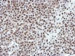 OCT1 (POU2F1) Antibody in Immunohistochemistry (Paraffin) (IHC (P))