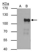 OCT1 (POU2F1) Antibody in Immunoprecipitation (IP)