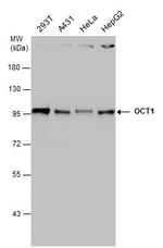 OCT1 (POU2F1) Antibody in Western Blot (WB)