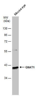 GNAT1 Antibody in Western Blot (WB)