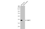 GNAT1 Antibody in Western Blot (WB)