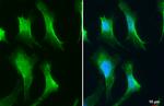 VPS26A Antibody in Immunocytochemistry (ICC/IF)