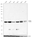 VPS26A Antibody in Western Blot (WB)