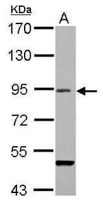 RANBP9 Antibody in Western Blot (WB)