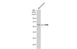 PKM2 Antibody in Western Blot (WB)