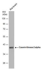 CK2 alpha-1 Antibody in Western Blot (WB)